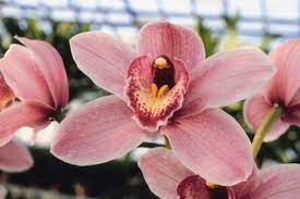 How To Save My Frozen Orchids Many Orchid Species Are Tender Tropicals That Will Be Killed Off By Frost Or An Errant Cymbidium Orchids Orchids Growing Orchids