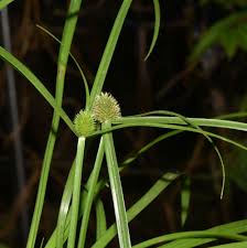 Image result for Cyperus sp. (ex Mariscus sp.no.2)