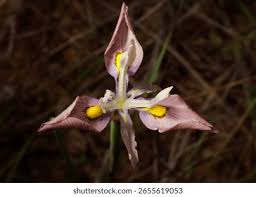 Image result for Moraea clavata
