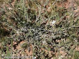 Image result for Barleria rigida