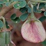 Image result for Crotalaria aculeata