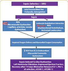 The sepsis clinical pathway is a detailed guide to treating a child with severe sepsis or septic shock in the icu. Pathway Leading From Sepsis To Cardiac Dysfunction As A Result Of Download Scientific Diagram