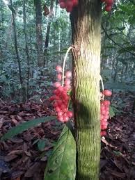 Image result for Maesobotrya