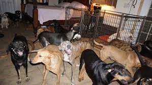 hurricane dorian bahamas resident brings 97 dogs inside single home to protect them from storm fox news rescue dogs dogs sick dog