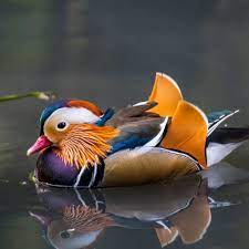 This gorgeous mandarin duck species is an unusual visitor to the u.s, but this guy has decided, for some reason, to check out the waters of the park thiis. Central Park Mandarin Duck Nycmandarinduck Twitter