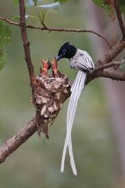 Pin On Birds