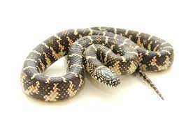 Florida King Snake For Sale Florida King Snake Snakes For Sale Snake
