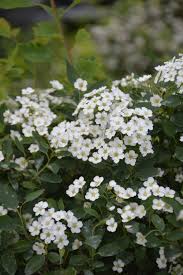 Прекраснейшие цветущие кустарники для сада #названияцветов #азалия #скумпия #spirea #oldenburgru#235. Three Lobed Spirea Kiwi Nurseries Ltd