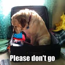 You Can T Leave Me Alone Gameznet Fun And Games Funny Animal Pictures Funny Animals Dogs