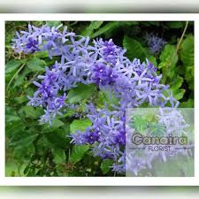 It will also grow in light shade although flowering will be reduced. Jual Bibit Tanaman Hias Petrea Biru Blue Queen S Wreath Kota Batu Canaira Florist Tokopedia
