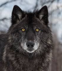 Black And Brown Wolf Matthew Jeremiah Brown Beautiful Wildlife Black Wolf Portrait By Black Wolf Wolf Dog Wolf Spirit Animal