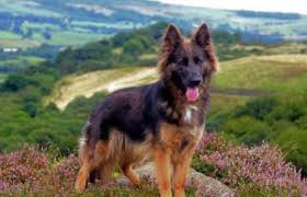 Tanzanite/hawai male puppy at 7 weeks old. German Shepherd Puppies Paws And Pups Lanarkshire