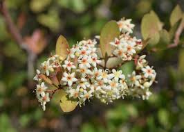 Image result for Putterlickia