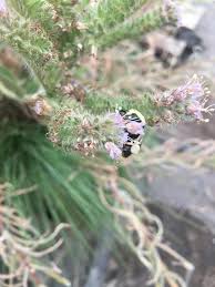 Image result for Culcasia falcifolia