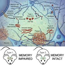 Aducanumab is a monoclonal antibody treatment — a type of drug that mimics the antibodies your body's immune system naturally produces. The Amyloid B Oligomer Hypothesis Beginning Of The Third Decade Ios Press