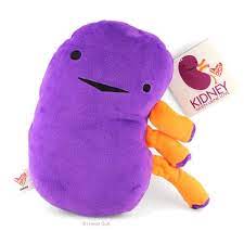 Kidney Plush When Urine Love Plush Organ Stuffed Toy Pillow Back Fall 2021 In 2021 Plush Urinal Kidney