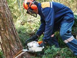 Dennis walker & son tree services are a professional family run business, based in the small village of cross ash situated between abergavenny and monmouth. Tree Removal Monmouth County Remove Large Trees Stumps 07701 Frontier Tree