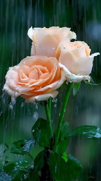 happy roses in rain 🌧 | I love roses and followers | Facebook