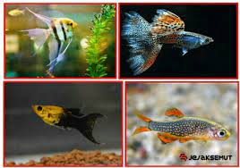 We did not find results for: 7 Rekomendasi Ikan Hias Kecil Murah Tapi Penuh Warna Jejaksemut