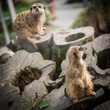26,384 likes · 1,053 talking about this · 46,197 were here. Surykatki W Plockim Zoo Picture Of Zoo Plock Tripadvisor