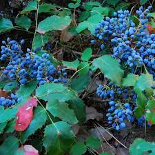 Shade tolerant trees and shrubs. Shade Tolerant Edible Plants One Green World