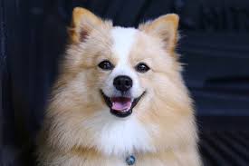 Full shots and very healthy Pomeranian Chihuahua Mix Care Guide A Feisty And Furry Friend Perfect Dog Breeds