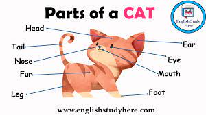 Parts Of A Cat Vocabulary English Study Vocabulary English Vocabulary
