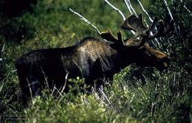 Image result for moose