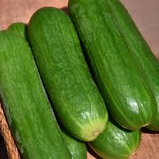 Image result for Cucumis sativus