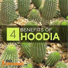 According to a report, hoodia is a rich source of steroidal glycosides, antioxidants, fiber and other organic materials. Hoodia Benefits Side Effects Dosage Bulksupplements Com
