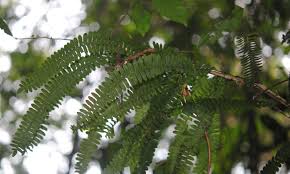 Image result for Arthropteris palisotii