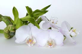 Spathiphyllumn nu doar ca este aducatoare de noroc, dar purifica si aerul din casa. Mantenemos Plantas En La Casa Para Purificar El Aire Dentro De Nuestra Casa Y Oficina Y Para Iluminar La Casa Pero Hay Beautiful Flowers Photos Orchids Plants