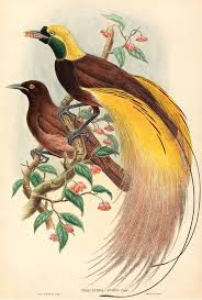 Animal Bird Of Paradise Drawing Bird Of Paradise By John Gould Greater Bird Of Paradise Birds Of Paradise Bird Art