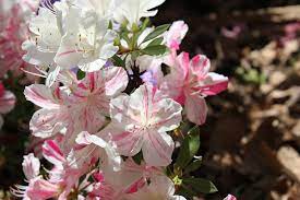 Azalea Heaven Candy Stripe Pink And White White Azalea Flower Pictures Planting Mums