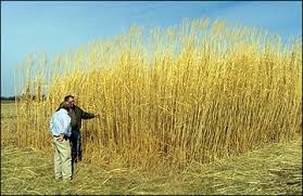 Image result for Agelanthus musozensis