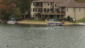 Bald eagle filmed hunting in Lakeland