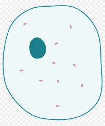 How to draw a plant cell with labels? Mitosis Diagram Without Labels For Kids Simple Animal Cell Unlabelled Free Transparent Png Clipart Images Download
