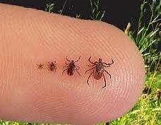 About ticks, lyme disease, and other tick-borne diseases