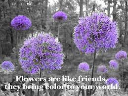 Flowers Are Like Friends Photograph By Beth Tidd