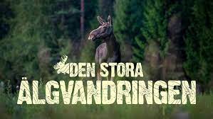 Svt play is the brand used for the video on demand service offered by sveriges television, more specifically to the streaming services offered on the svt website, svt.se, and its counterpart for mobile phones. Den Stora Algvandringen Svt Play
