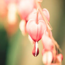 Bleeding Heart Flower Tattoo Bleeding Heart Flowers Gebroken