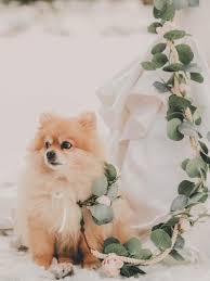 Floral Dog Leash Dog Flower Collar And Leash Pink Dog Etsy Dog Flower Collar Boho Dog Dog Wedding