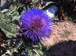 Justine Lines (@Justinelines)