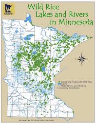 This is essential for making any type of rice. Extractive Economies Threaten An Ancient Grain In Minnesota In These Times