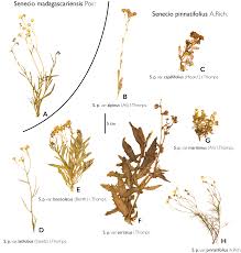 Image result for Senecio cryphiactis