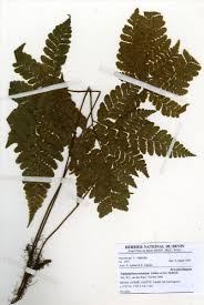 Image result for Triplophyllum