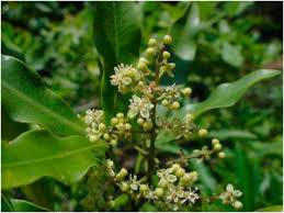 Image result for Vepris sansibarensis