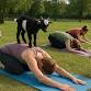 Goat Yoga Class in Mars Hill event image