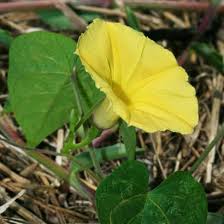 Image result for Ipomoea ochracea