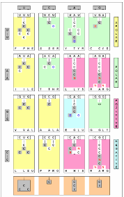 Codes In The Codons Construction Of A Codon Amino Acid